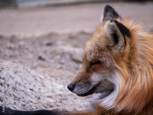 Fox Curled up at The Zoo