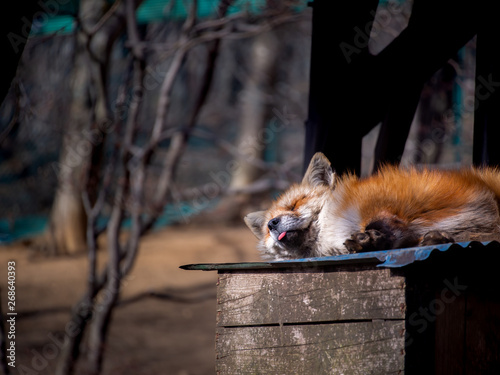 Fox Curled up at The Zoo