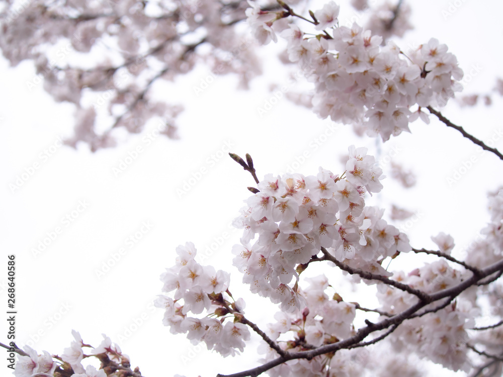 Bouquet of Sakura Flowers Blooming