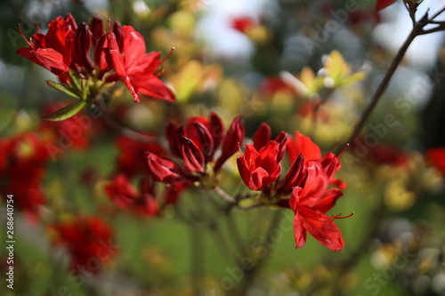 red flowers in garden © Garuda