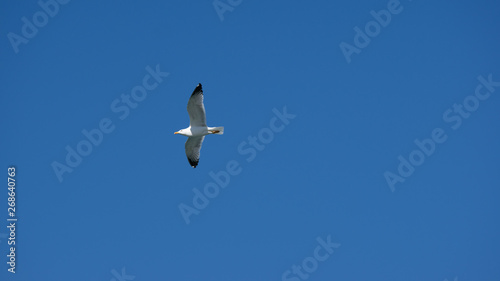 Vol de mouette sur l'ile grecque de Leros