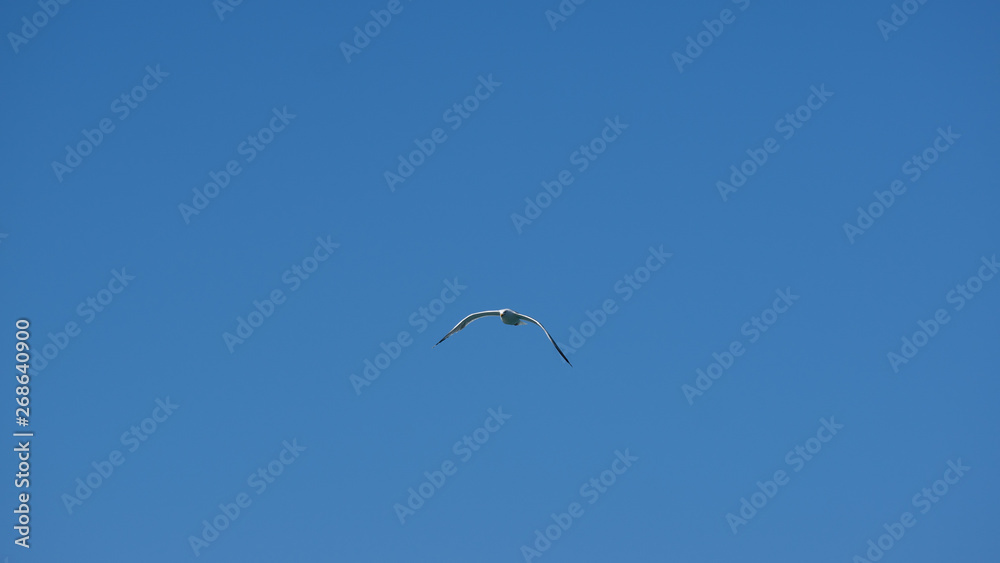 Vol de mouette dans le ciel bleu de Grece Vol de mouette dans le ciel bleu de Grece