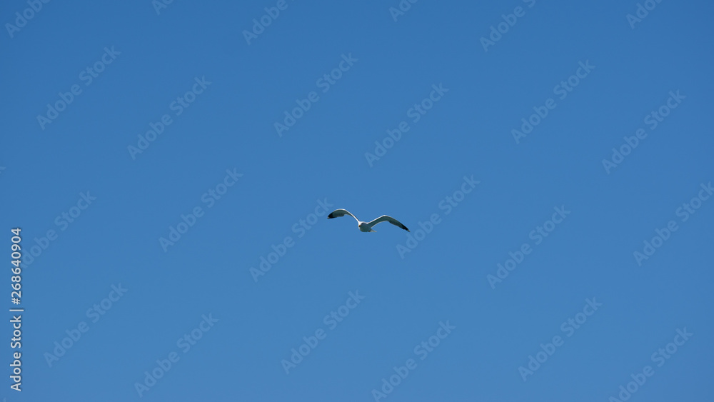 Vol de mouette dans le ciel bleu de Grece