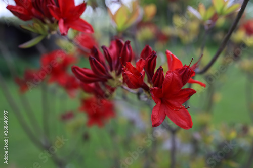 red flowers in garden © Garuda
