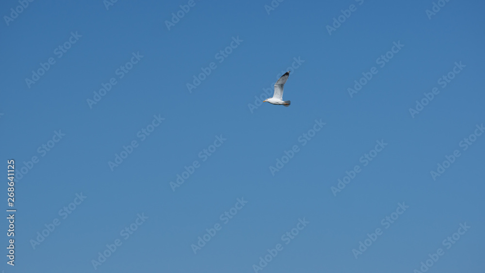 Vol de mouette dans le ciel bleu de Grece Vol de mouette dans le ciel bleu de Grece