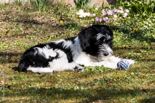 Schapendoes Puppy playing with his ball © Jackie
