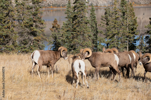 Big Horn Sheep in Jasper National Park  Alberta Canada 