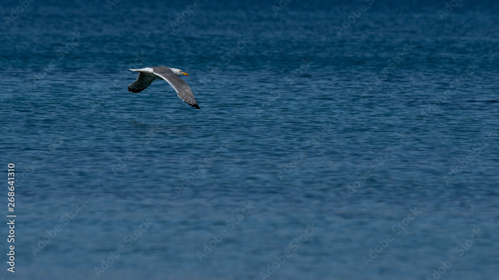 Vol de mouette dans le ciel bleu de Grece Vol de mouette dans le ciel bleu de Grece