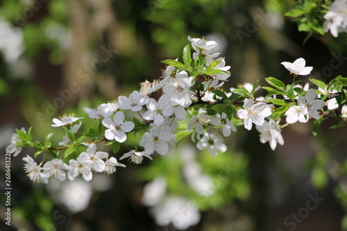 Appletree. Fragrant spring flowers bloomed © Сергей Инников