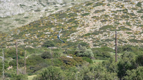 Vol d mouette au dessus de Blefouti en grec dans les iles de la mer Eg  e