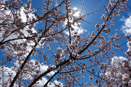 tree in spring