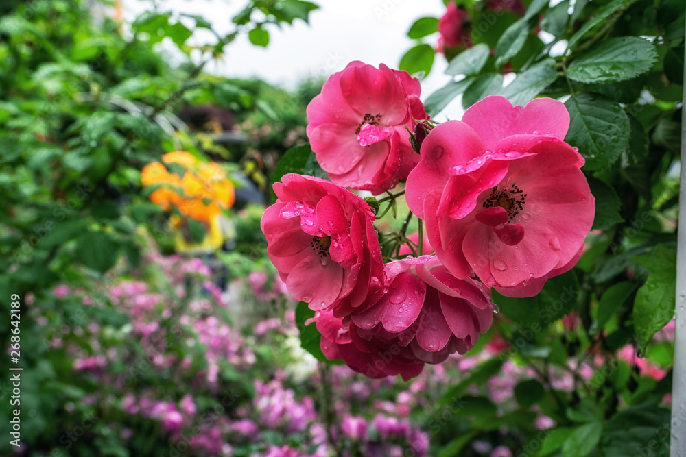 pink rose flowers in seoul rose festival