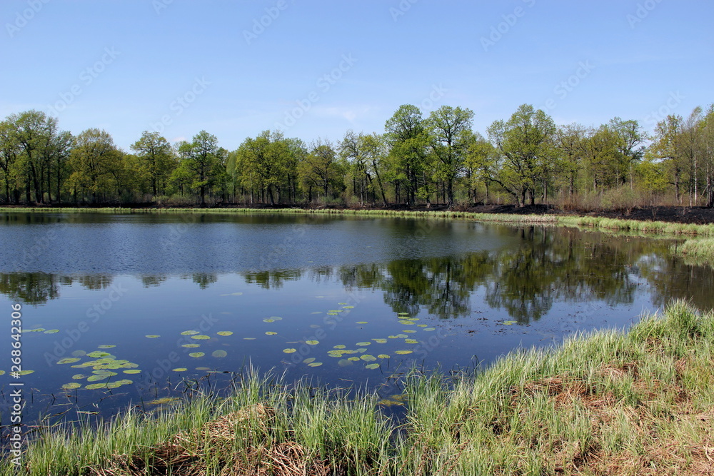 The Lily pads floating in a lake