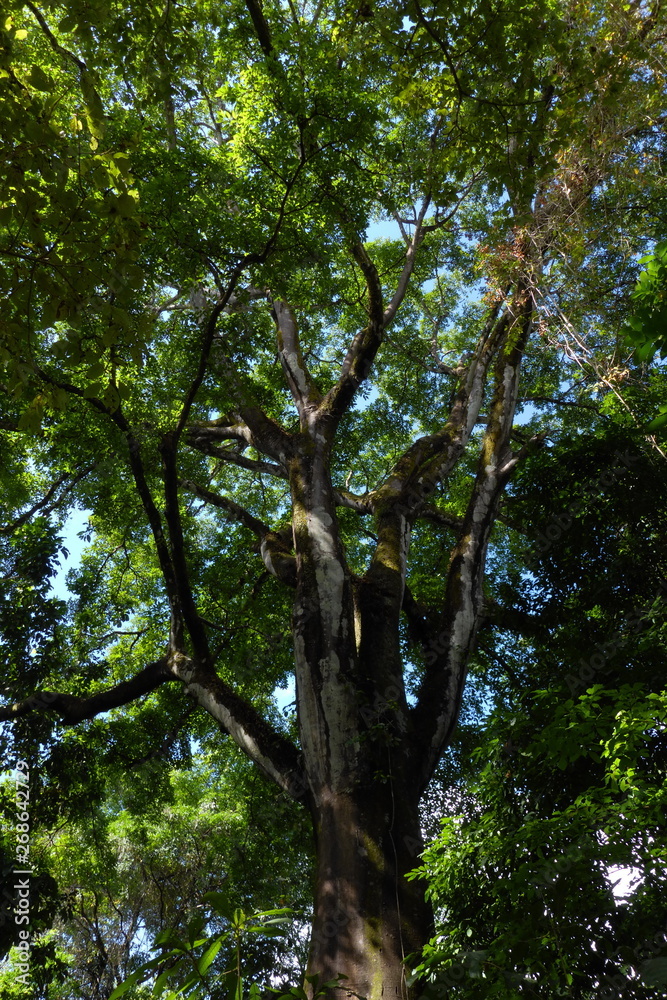 Big tree in Corcovado NP near Puerto Jimenez on peninsula Osa in Costa Rica Big tree in Corcovado NP near Puerto Jimenez on peninsula Osa in Costa Rica
