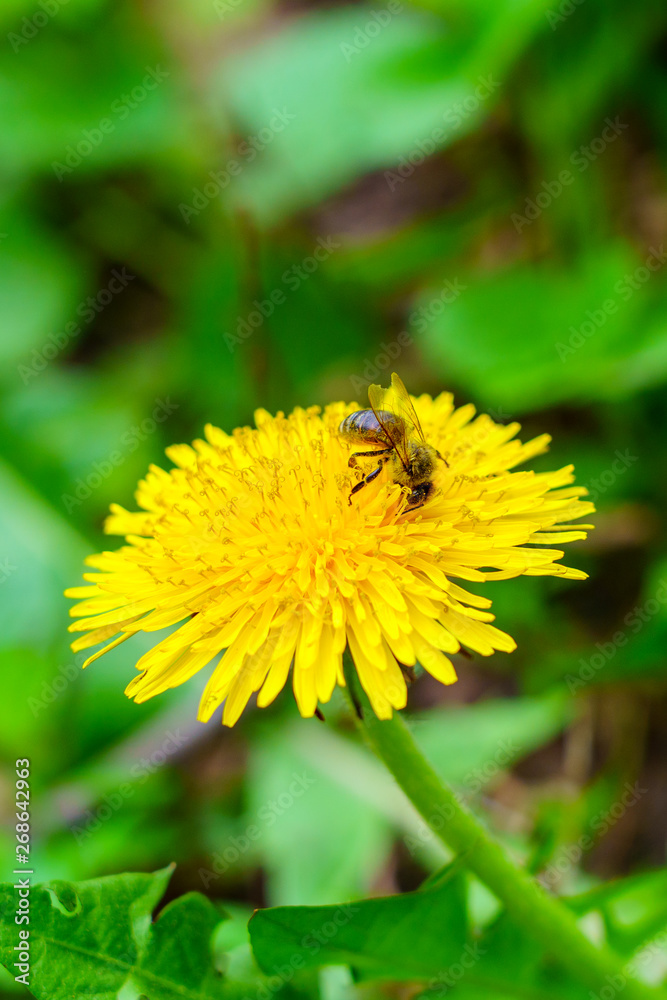 Small bee on yellow dandelion in green grass in the garden in sunny day Small bee on yellow dandelion in green grass in the garden in sunny day
