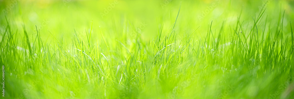 Green grass abstract blurred background. beautiful juicy young grass  in sunlight rays. green leaf macro. Bright fresh Summer or spring nature background. Panoramic banner. soft selective focus - obrazy, fototapety, plakaty 