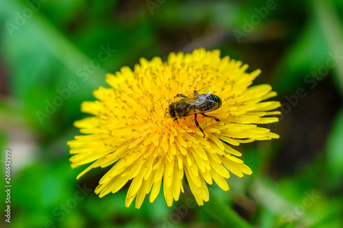 Bee on the yellow dandelion in green grass in the garden collect the pollen