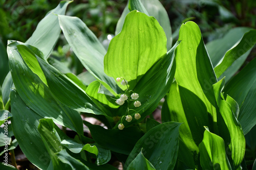 Wild flowers of lily of the Valley