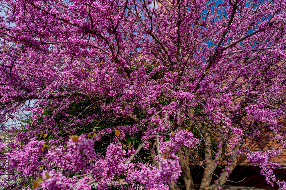 Blooming Judas tree with beautiful pink inflorescences. Chinese cercis in blossom