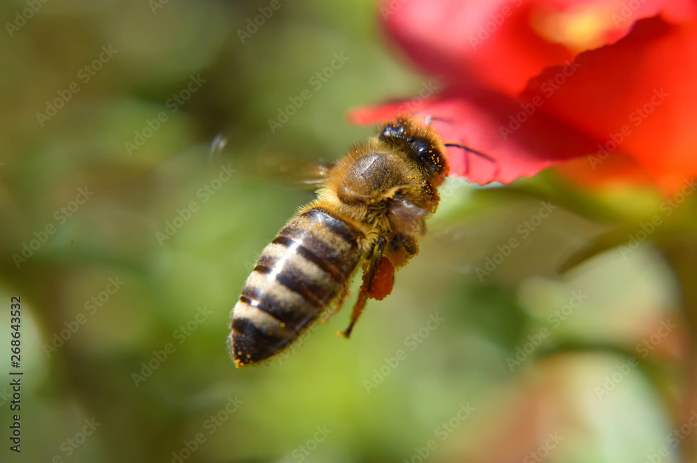 Close up of flying bee Close up of flying bee