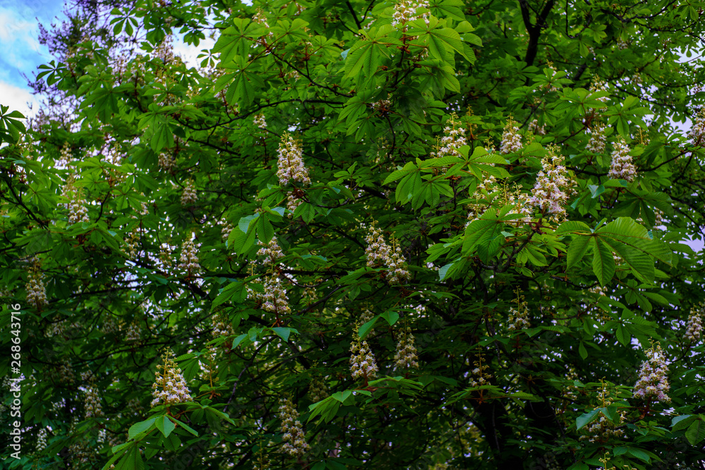 Fototapeta premium Flowering chestnut tree on sky background
