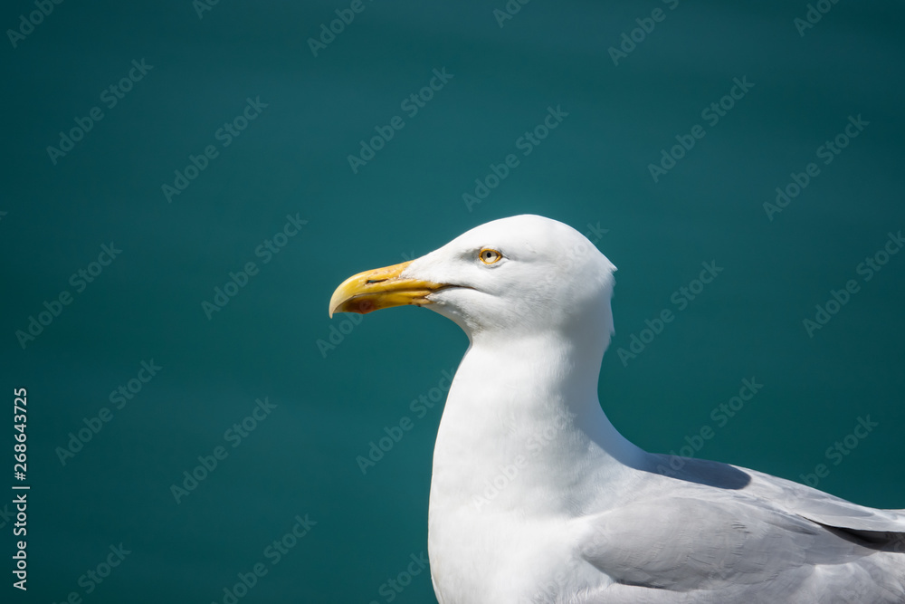 Herring Gull in Springtime Herring Gull in Springtime