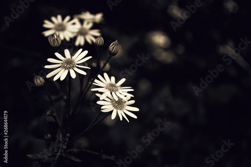 Flowers on dark background