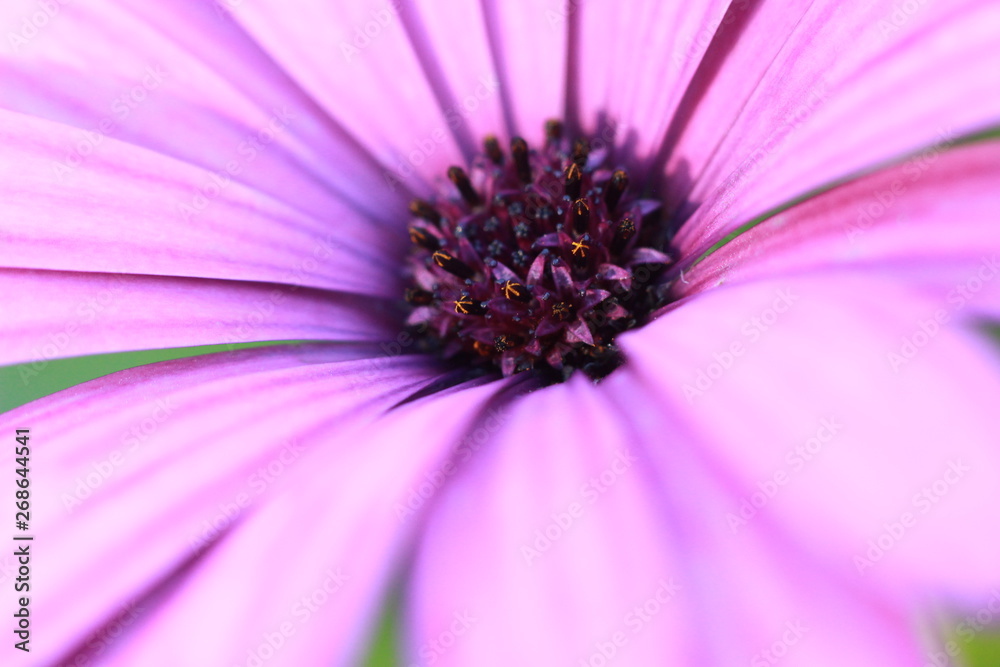 close up macro image of the small floral disc interior pollen carrying flowers in the centre of a colorful fresh daisy flower in a garden, New South Wales, Australia close up macro image of the small floral disc interior pollen carrying flowers in the centre of a colorful fresh daisy flower in a garden, New South Wales, Australia