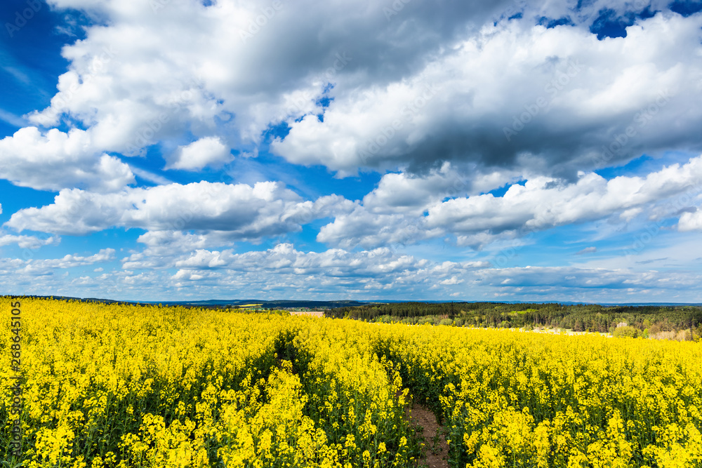 Obraz premium Yellow fields, flowers of rape, colza. Agriculture, spring in Cz