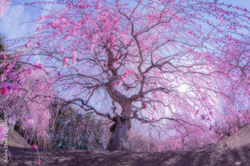 Weeping plum blossoms in Suzuka forest garden in Mie prefecture, Japan photo