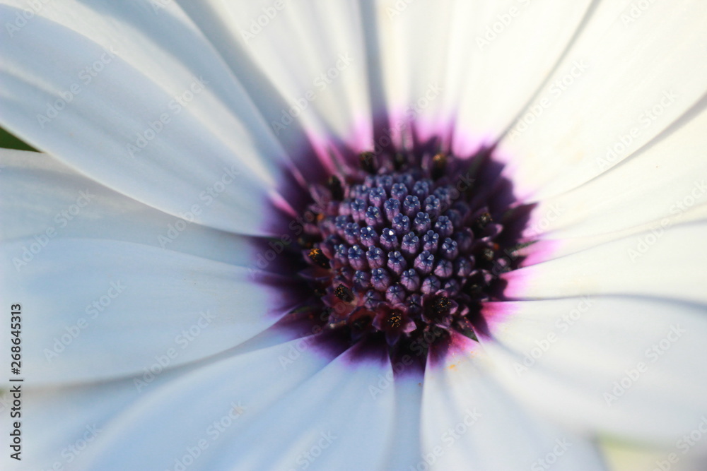 close up macro image of the small floral disc interior pollen carrying flowers in the centre of a colorful fresh daisy flower in a garden, New South Wales, Australia close up macro image of the small floral disc interior pollen carrying flowers in the centre of a colorful fresh daisy flower in a garden, New South Wales, Australia