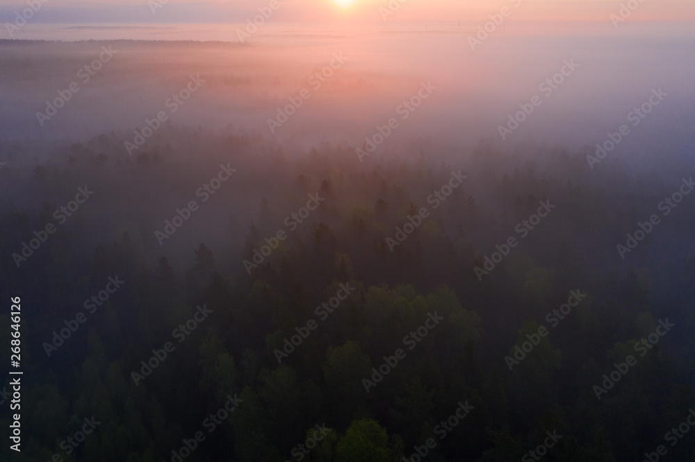 Sunrise over foggy forest. Forest aerial view. Wild nature background. Fog forest in the morning