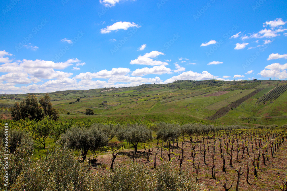 olive grove in Sicily Italy (Agrigento Province)  