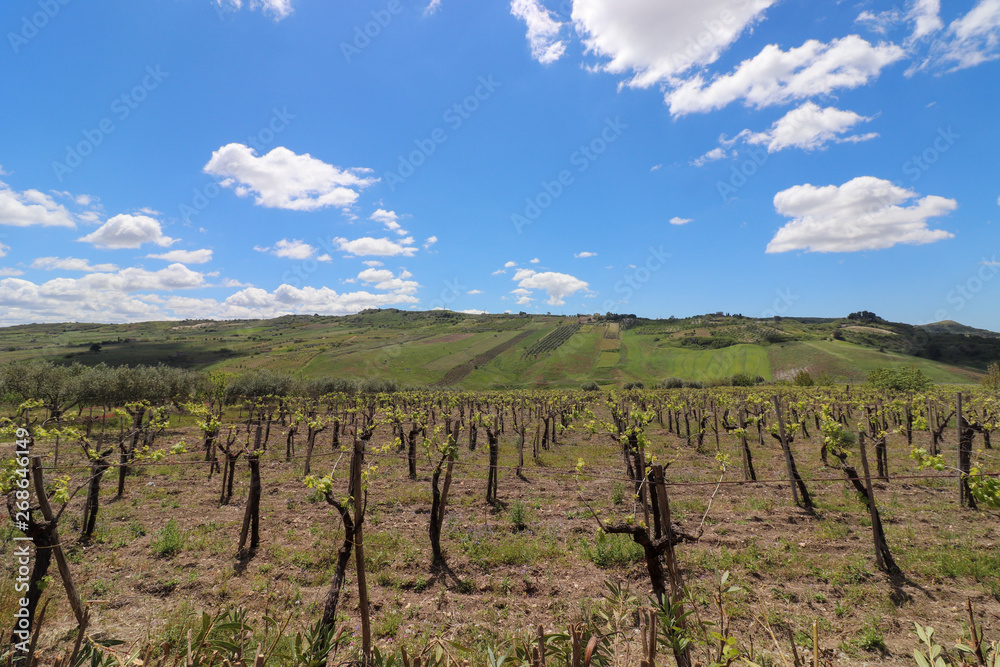 Fototapeta premium vineyard in Sicily Italy (Agrigento Province) 
