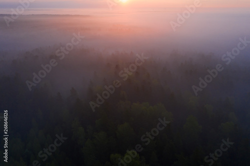 Obraz na płótnie Sunrise over foggy forest. Forest aerial view. Wild nature background. Fog forest in the morning w salonie