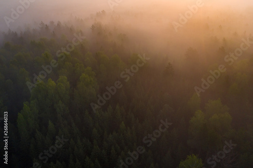 Summer foggy dawn. Aerial background of fog forest in sunlight. Sunrise over misty forest. Wild nature landscape