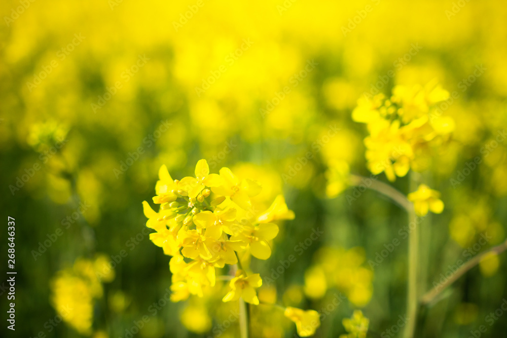 Rapeseed field. Blooming canola flowers close-up. Rape on the field in summer. Flowering rapeseed Rapeseed field. Blooming canola flowers close-up. Rape on the field in summer. Flowering rapeseed