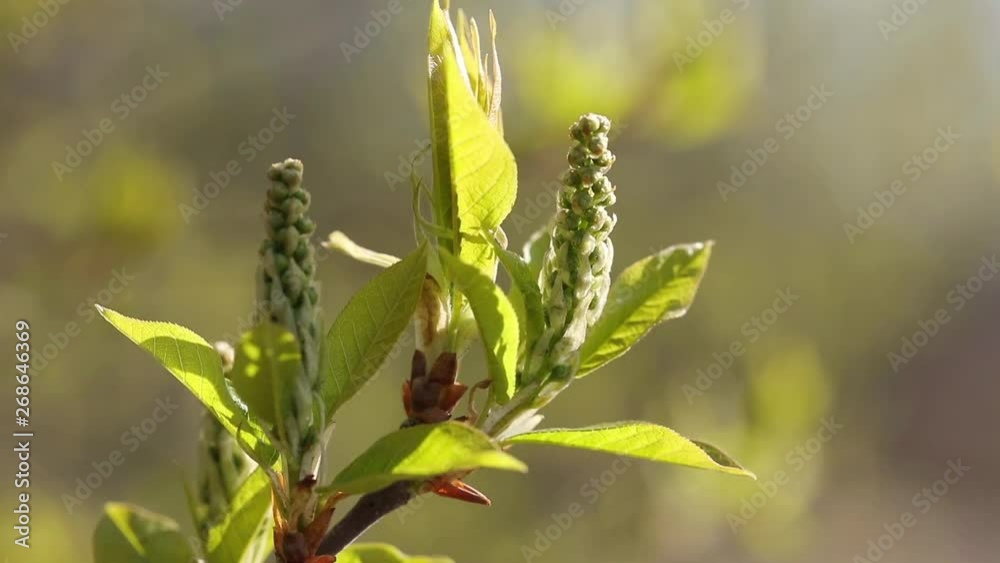 Young and blooming greens. Beautiful young shoots and blossoming leaves on the tree. Spring is beautiful. Very nice video and beautiful background Young and blooming greens. Beautiful young shoots and blossoming leaves on the tree. Spring is beautiful. Very nice video and beautiful background