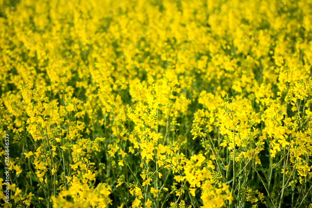 Rapeseed field background. Rapeseed flowers on agricultural summer field. Blossoming rape