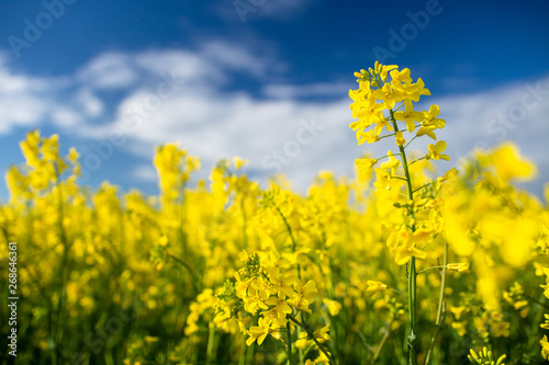 Rapeseed field. Blooming canola flowers close up. Rape on the field in summer. Yellow rapeseed. Flowering rapeseed