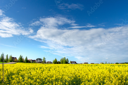 Yellow blossoming Rapeseed field and blue sky. Countryside scene. Summer agricultural meadow near rural village