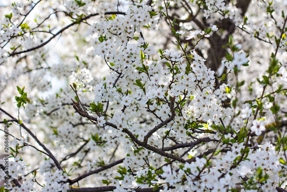 A blossoming tree is a plum. Flowering tree. A blossoming tree is a plum. Flowering tree.