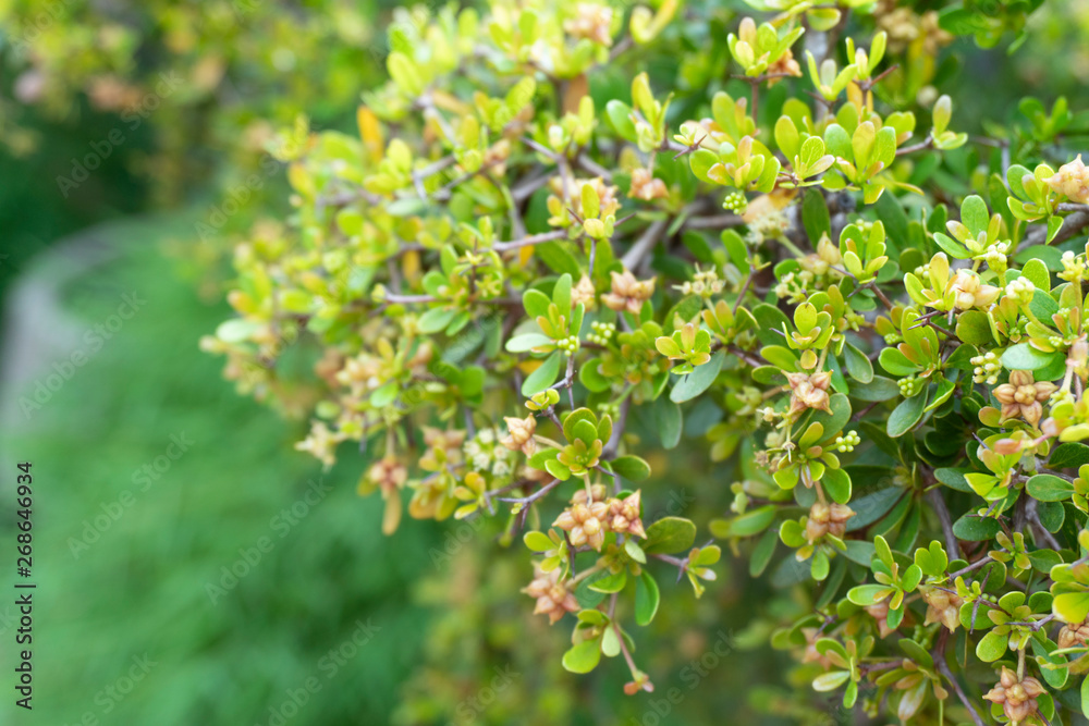 Close up of Fukien tea tree