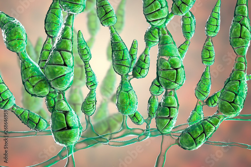 Mold Alternaria alternata, allergic fungus, 3D illustration. Alternaria is the causative agent of plant diseases, is common indoor mold and causes allergy, asthma, onychomycosis, sinusitis photo