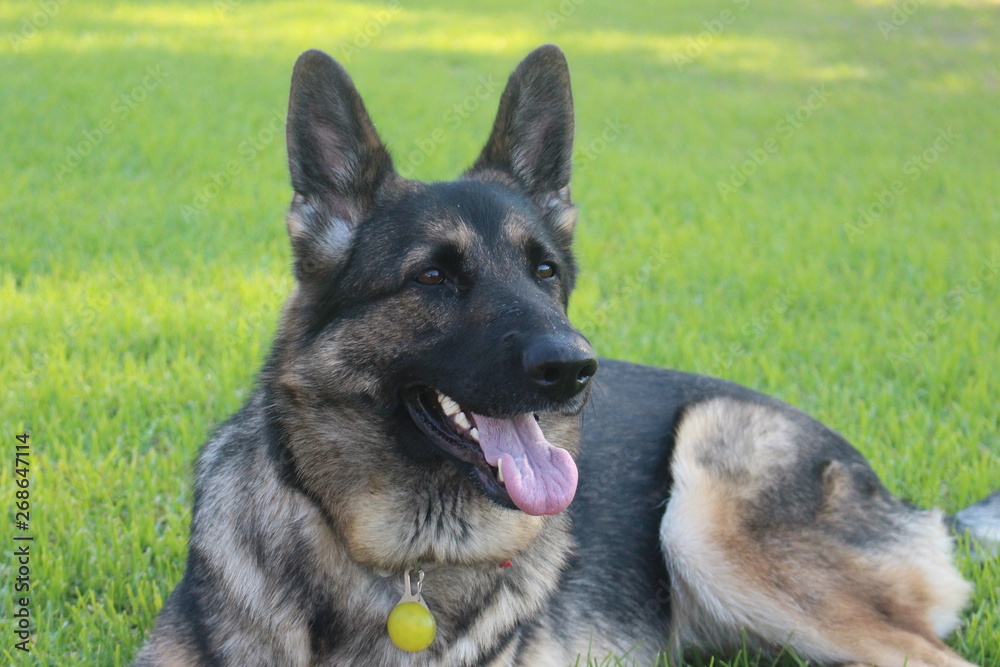 german shepherd on grass german shepherd on grass