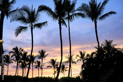 The silhouette of palm trees during Hawaiian sunset.