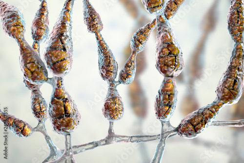 Mold Alternaria alternata, allergic fungus, 3D illustration. Alternaria is the causative agent of plant diseases, is common indoor mold and causes allergy, asthma, onychomycosis, sinusitis photo