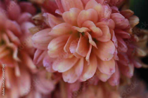 close-up macro image of pink and white delicate soft twisted petals of a chysanthemum flower in a garden, rural New South Wales, Australia photo