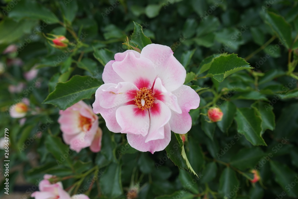 白い花 白い花