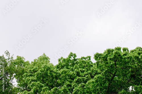 trees with green leaves and a blue sky on a sunny day